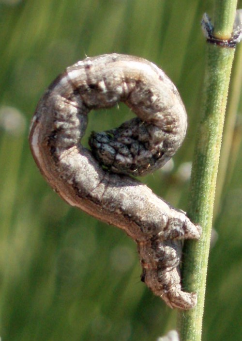Spagna: La regione  de Monegros, paradiso entomologico